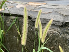 Setaria