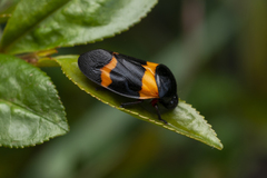 Cosmoscarta abdominalis