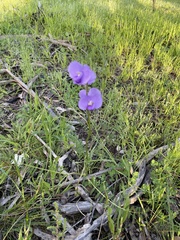 Swainsona procumbens