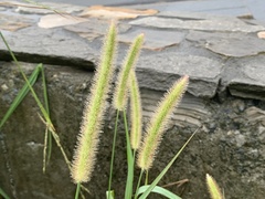 Setaria