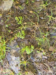 Riccia huebeneriana