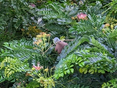 Streptopelia tranquebarica