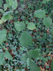 Ulmus glabra