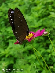 Euploea