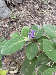 Solanum