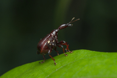Heterapoderus sulcicollis