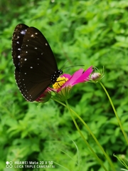 Euploea