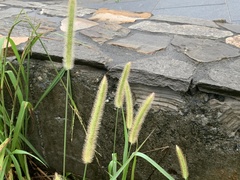 Setaria