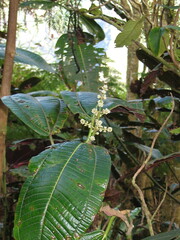 Miconia calvescens