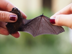 Pipistrellus