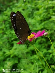 Euploea