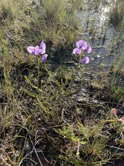 Swainsona procumbens