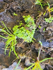 Riccia huebeneriana