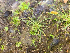 Eleocharis ovata