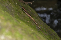 Sphenomorphus incognitus