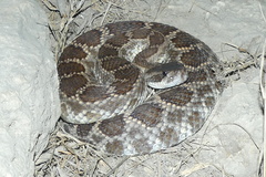 Crotalus oreganus helleri