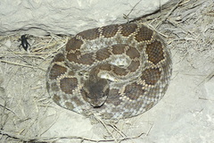 Crotalus oreganus helleri