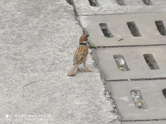Passer montanus