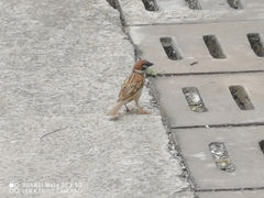 Passer montanus