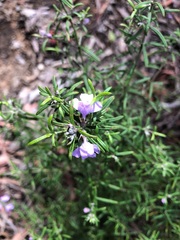 Westringia eremicola