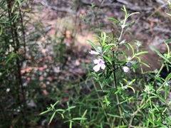 Westringia eremicola