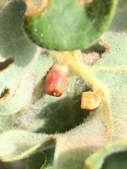 Andricus gallaeurnaeformis