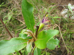 Fuchsia cyrtandroides