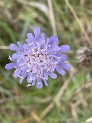 Scabiosa columbaria