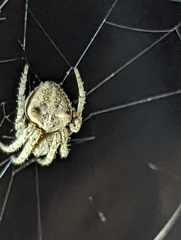 Araneus gemmoides