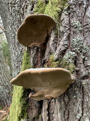 Phellinus igniarius