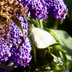 Pieris brassicae