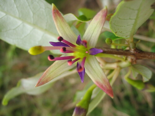 Fuchsia cyrtandroides observed 2004-07-14