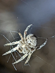 Araneus gemmoides