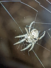 Araneus gemmoides