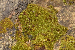 Tortella tortuosa