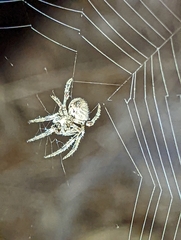 Araneus gemmoides