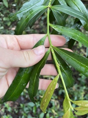 Podocarpus elatus