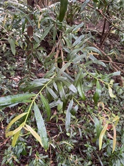 Podocarpus elatus