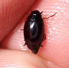 Gyrinus