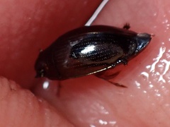 Gyrinus
