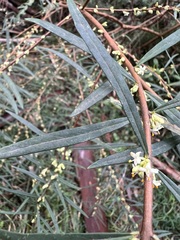 Pimelea axiflora axiflora