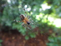 Araneus diadematus