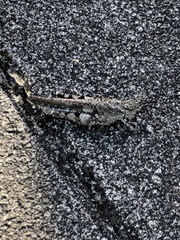 Trilophidia annulata