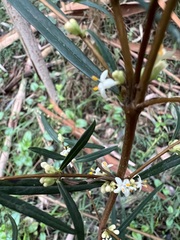 Pimelea axiflora axiflora