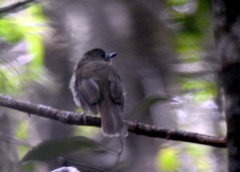Cyornis umbratilis