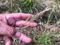 Dichelachne micrantha