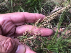 Dichelachne micrantha