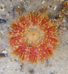 Amblypneustes elevatus