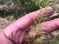 Dichelachne micrantha