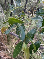 Glochidion ferdinandi